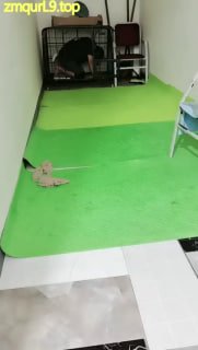 #未央宫 囚禁狗笼骑马内裤套头（极少调教画面的封面