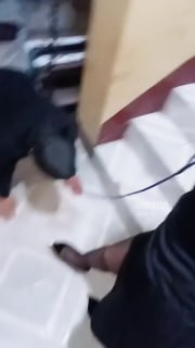 TLWW28604【洛芊S】调教狗奴-口水圣水.mp4的封面