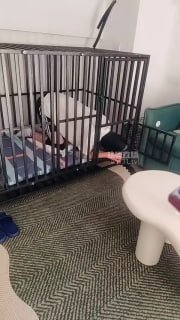 TLWW29332【严厉夫妻主】狗笼囚禁玩虐.mp4的封面