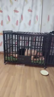 #沈阳饲养员的封面